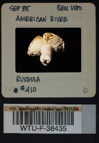 Russula benwooii image