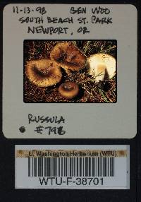 Russula cerolens image