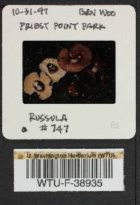 Russula pseudopelargonia image