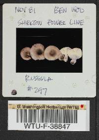 Russula phoenicea image
