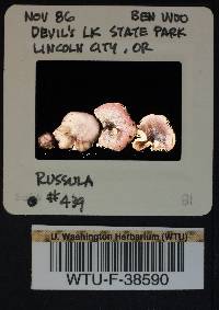 Russula queletii image