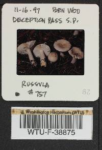 Russula stuntzii image