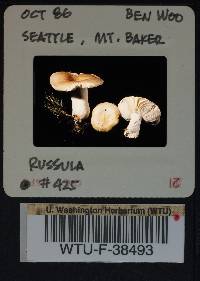 Russula velenovskyi image