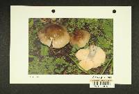 Russula zelleri image