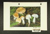 Russula emetica image