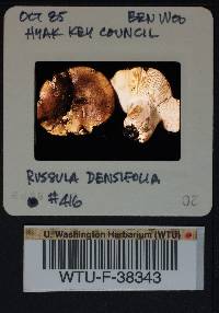 Russula densifolia image