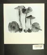 Inocybe napipes image