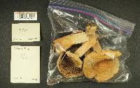 Russula viridofusca image