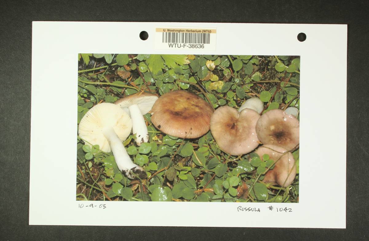Russula pseudotsugarum image
