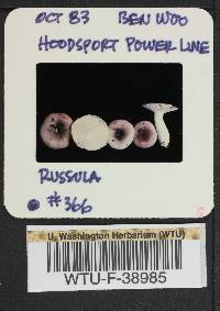 Russula phoenicea image