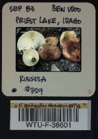 Russula renidens image