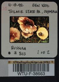 Russula obscurozelleri image