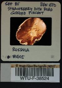 Russula mordax image