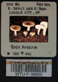 Russula parapallens image