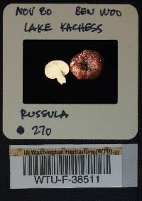 Russula phoenicea image