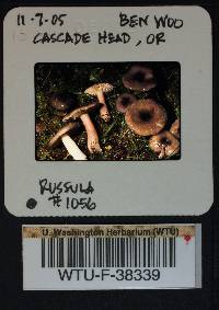 Russula queletii image