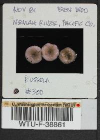 Russula phoenicea image