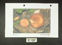 Russula mordax image