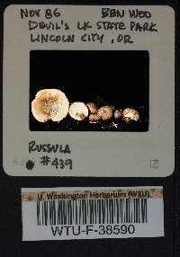 Russula queletii image