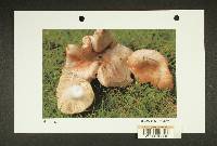 Russula zelleri image