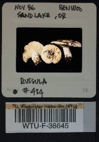 Russula cascadensis image