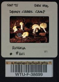 Russula emetica image