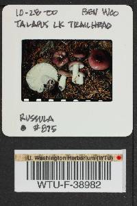 Russula phoenicea image