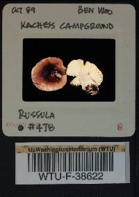 Russula salishensis image