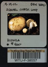 Russula mordax image