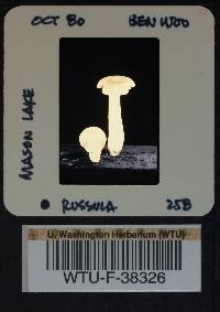 Russula mordax image