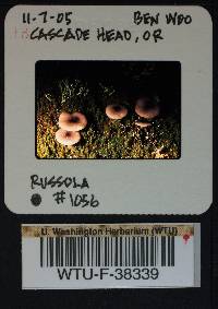 Russula queletii image