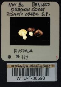 Russula obscurozelleri image