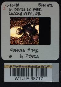 Russula queletii image