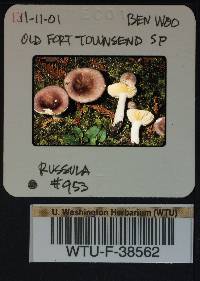 Russula pseudotsugarum image