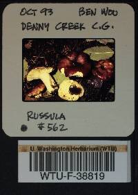 Russula pseudopelargonia image