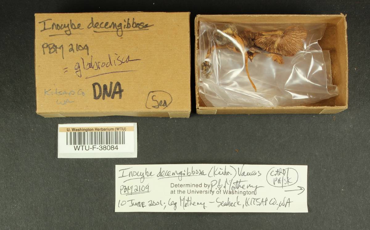 Inocybe glabrodisca image