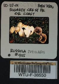 Russula puellaris image