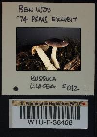 Russula murrillii image