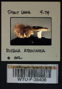 Russula atrovinosa image