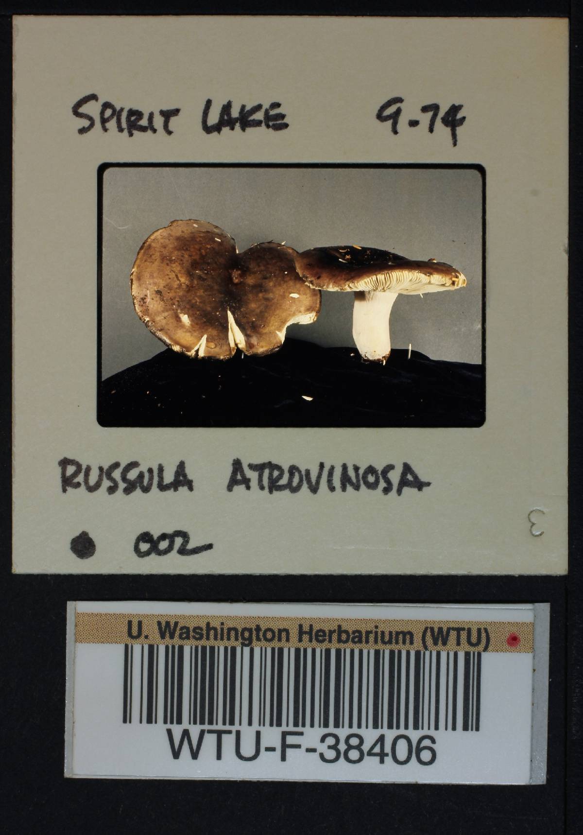 Russula atrovinosa image