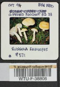 Russula pallescens image