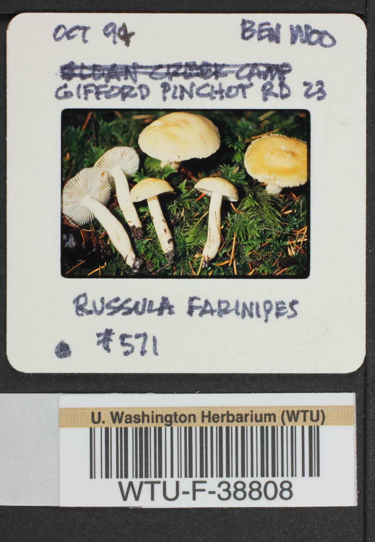 Russula pallescens image