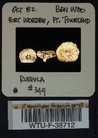 Russula obscurozelleri image