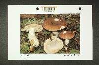 Russula mordax image