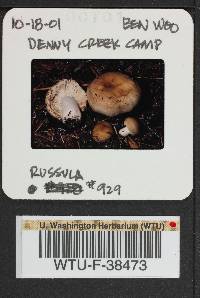 Russula viridofusca image