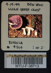 Russula hypofragilis image