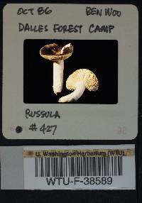 Russula sierrensis image