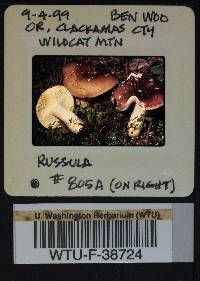 Russula benwooii image