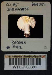 Russula benwooii image