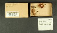 Inocybe lacera image